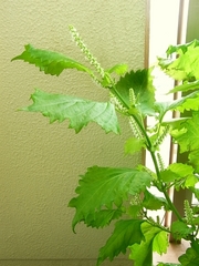 R0010487_�����β�