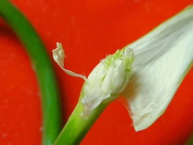 ニンニクの芽の収穫 ニンニクの芽の豚肉巻 と ニンニクの芽と豚肉の塩炒め Kochan S ベランダ菜園blog マンションガーデニング 家庭菜園 仙台グルメ キャンペーン情報等