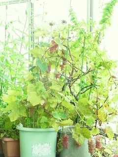 R0062372_ブドウデラウェア_20150830