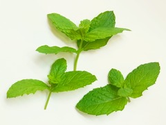 R0044319_スペアミント収穫_20110730