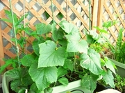 R0025529_キュウリ_20100606