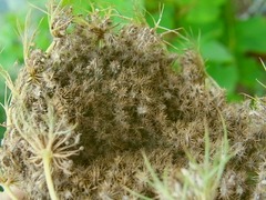 R0061463_�˥󥸥�μ�Ϥ�_20140720