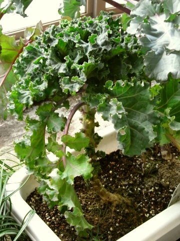 芽キャベツ プチヴェールの外葉の収穫 Kochan S ベランダ菜園blog マンションガーデニング 家庭菜園 仙台グルメ キャンペーン情報等