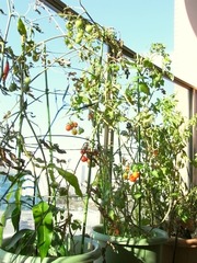 R0029165_�ߥ˥ȥޥ�_20101211