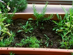 R0056113_里芋の植え付け2_20130519