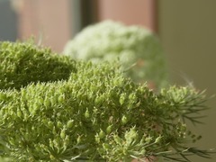 R0061135_�˥󥸥�μ�������_20140615