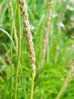 R0050405_����Х��ƥ�νϤ�����_20120610