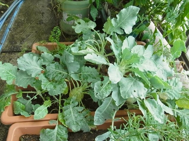 R0058091_コールラビ_20130908