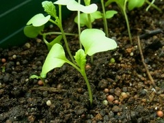 R0043428_����ȯ��_20110702