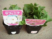 DSC03450_���ե��˥���_20080323