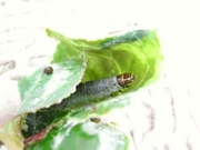 R0018329_�ϥޥ��ॷ_20090613