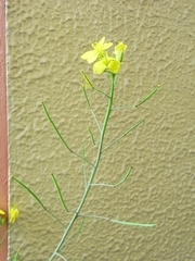 R0020905_セルバチコのさや_20090913