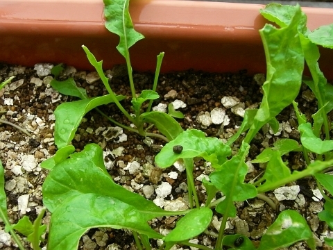 ルッコラの惨状と復活 Kochan S ベランダ菜園blog マンションガーデニング 家庭菜園 仙台グルメ キャンペーン情報等
