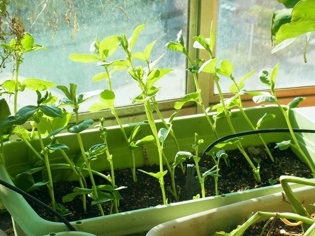 空豆 ソラマメ にアリ Kochan S ベランダ菜園blog マンションガーデニング 家庭菜園 仙台グルメ キャンペーン情報等 空豆 ソラマメ にアリ Kochan S ベランダ菜園blog マンションガーデニング 家庭菜園 仙台グルメ キャンペーン情報等