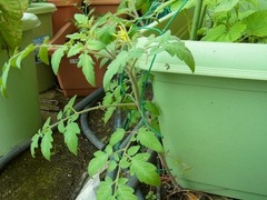 R0043434_�ߥ˥ȥޥȤ��ܤ��ȯ����β�_20110702