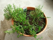 R0021693_������_20091108