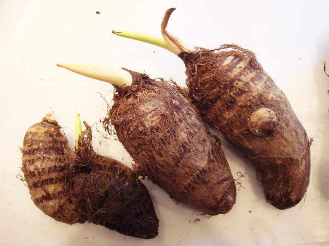 芽の出た里芋を植えました Kochan S ベランダ菜園blog マンションガーデニング 家庭菜園 仙台グルメ キャンペーン情報等