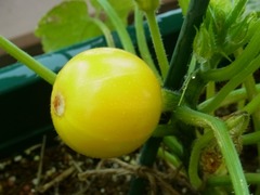 R0050098_ズッキーニ_20120528