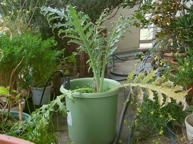 アーティチョークの葉が虫に食われています Kochan S ベランダ菜園blog マンション ガーデニング 家庭菜園 仙台グルメ キャンペーン情報等 アーティチョークの葉が虫に食われています Kochan S ベランダ菜園blog マンション ガーデニング 家庭菜園 仙台グルメ キャンペーン情報等