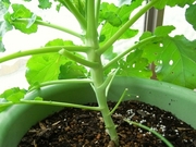 R0021266_芽キャベツ_20091003