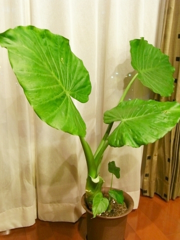 クワズイモ 室内取り込み Kochan S ベランダ菜園blog マンションガーデニング 家庭菜園 仙台グルメ キャンペーン情報等 クワズイモ 室内取り込み Kochan S ベランダ菜園blog マンションガーデニング 家庭菜園 仙台グルメ キャンペーン情報等