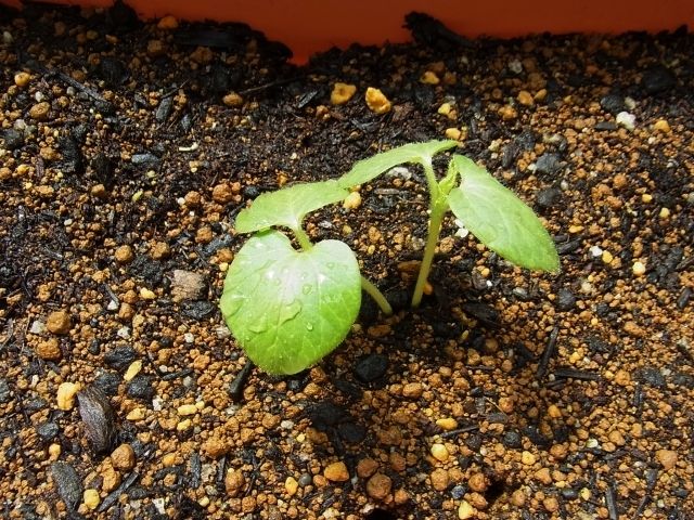 赤白オクラの間引き 緑オクラ苗の植え付け Kochan S ベランダ菜園blog マンションガーデニング 家庭菜園 仙台グルメ キャンペーン情報等 赤白オクラの間引き 緑オクラ苗の植え付け Kochan S ベランダ菜園blog マンションガーデニング 家庭菜園 仙台グルメ キャンペーン情報等