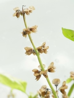 R0058305_バジルの実_20130928