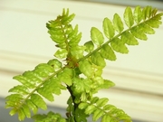 R0016153_��ܥ���ڤβ�_20090401