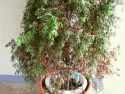 R0027778_�˥����ҥ���Ĵ���ոϤ�_20100921