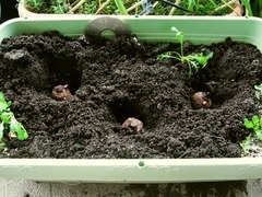 R0056110_里芋の植え付け1_20130519