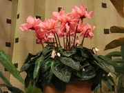 R0013126_����Ȭ�ź餭�ߥ˥�������