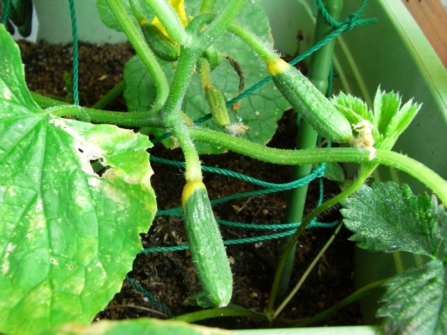 R0025615_キュウリミニQの実変_20100612