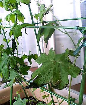 ゴーヤ ぼろぼろ Kochan S ベランダ菜園blog マンションガーデニング 家庭菜園 仙台グルメ キャンペーン情報等 ゴーヤ ぼろぼろ Kochan S ベランダ菜園blog マンションガーデニング 家庭菜園 仙台グルメ キャンペーン情報等