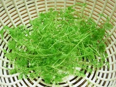 R0046222_����ե륭����åȴְ�����_20111106