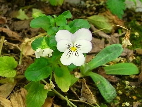 夏越しビオラ こぼれ種ビオラ イラクサ科の雑草 Kochan S ベランダ菜園blog マンションガーデニング 家庭菜園 仙台グルメ キャンペーン情報等 夏越しビオラ こぼれ種ビオラ イラクサ科の雑草 Kochan S ベランダ菜園blog マンションガーデニング 家庭菜園 仙台グルメ キャンペーン情報等