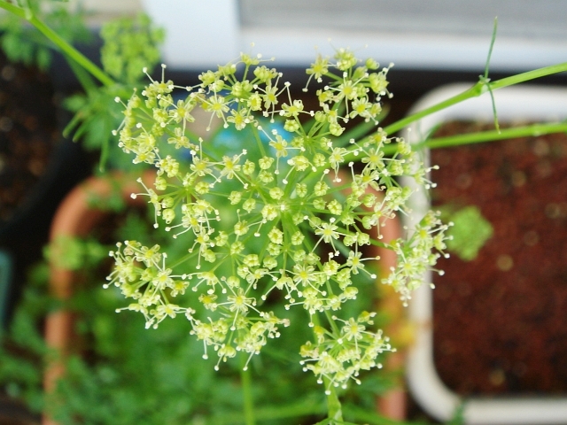 イタリアンパセリの花 Kochan S ベランダ菜園blog マンションガーデニング 家庭菜園 仙台グルメ キャンペーン情報等