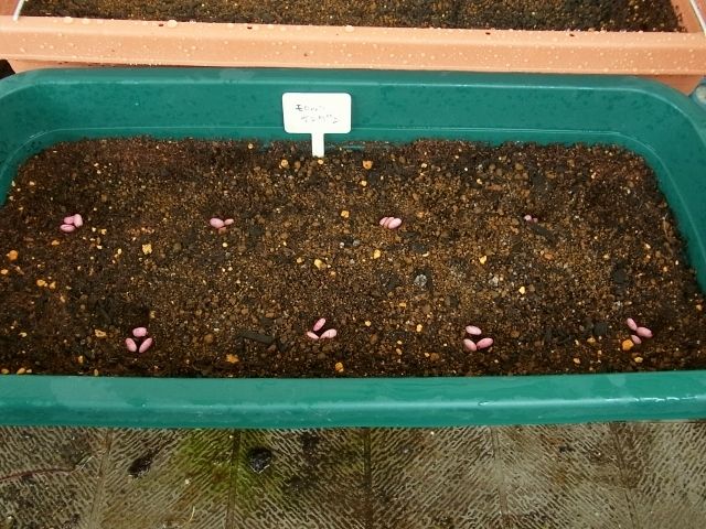 R0042069_モロッコインゲン種蒔き_20110507