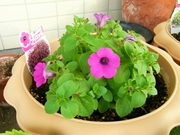 R0025194_�֥ꥨ�å��Ŀ����դ���Ⱦ��_20100522