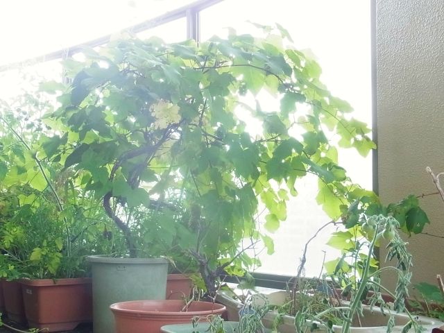 R0061452_ブドウデラウェア_20140720