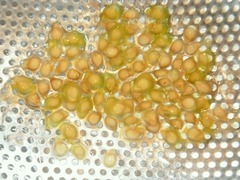 R0057300_ミニトマト採種_20130713