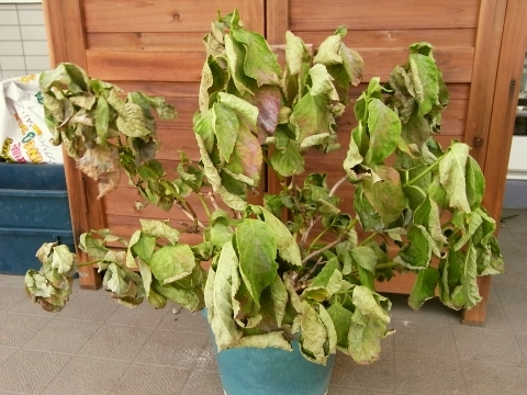 秋 ベランダ菜園の暴風被害 セージ オリーブ フェンネル アジサイ 編 Kochan S ベランダ菜園blog マンションガーデニング 家庭菜園 仙台グルメ キャンペーン情報等