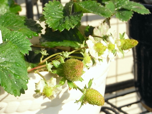 R0022278_苺_20091226