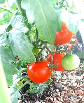ミニトマト初収穫 サカタのタネ キャロルツリー Kochan S ベランダ菜園blog マンションガーデニング 家庭菜園 仙台グルメ キャンペーン情報等 ミニトマト初収穫 サカタのタネ キャロルツリー Kochan S ベランダ菜園blog マンションガーデニング 家庭菜園 仙台グルメ キャンペーン情報等