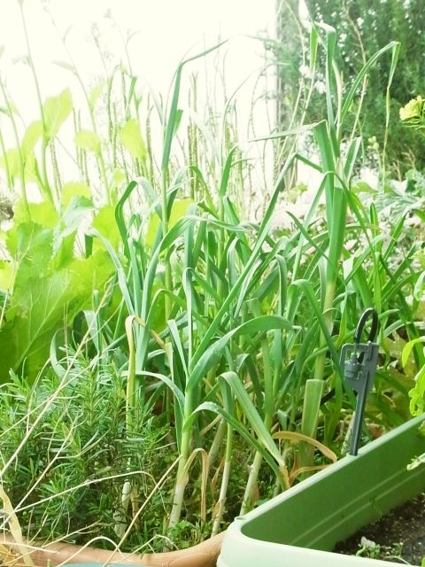 R0055853_ニンニク_20130511