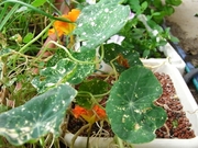 R0018524_ナスタチウム葉ぼろぼろ_20090620