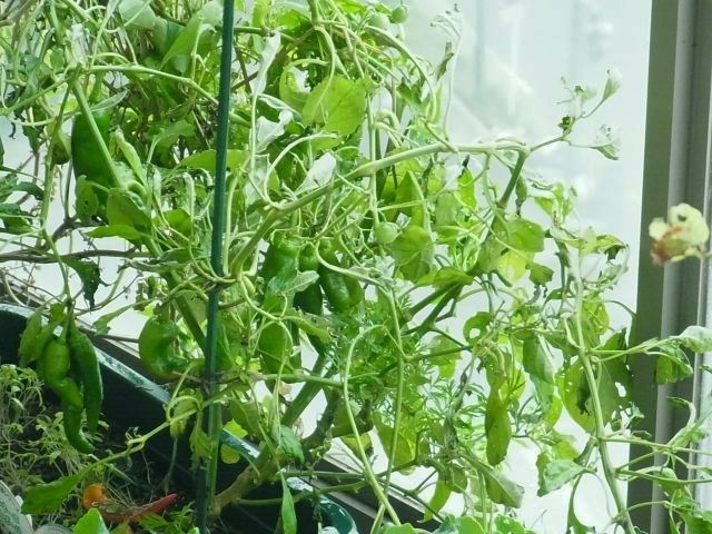 R0058583_万願寺唐辛子_20131019