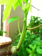 R0019889_パパイヤの枝_20090808