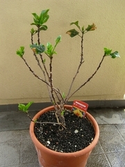 R0018097_�ϥ��ӥ�����̵��_20090531