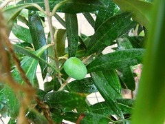 R0044624_���꡼�֥ԥå�����μ�_20110813