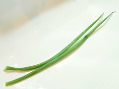 R0045785_再生ネギ収穫_20111015